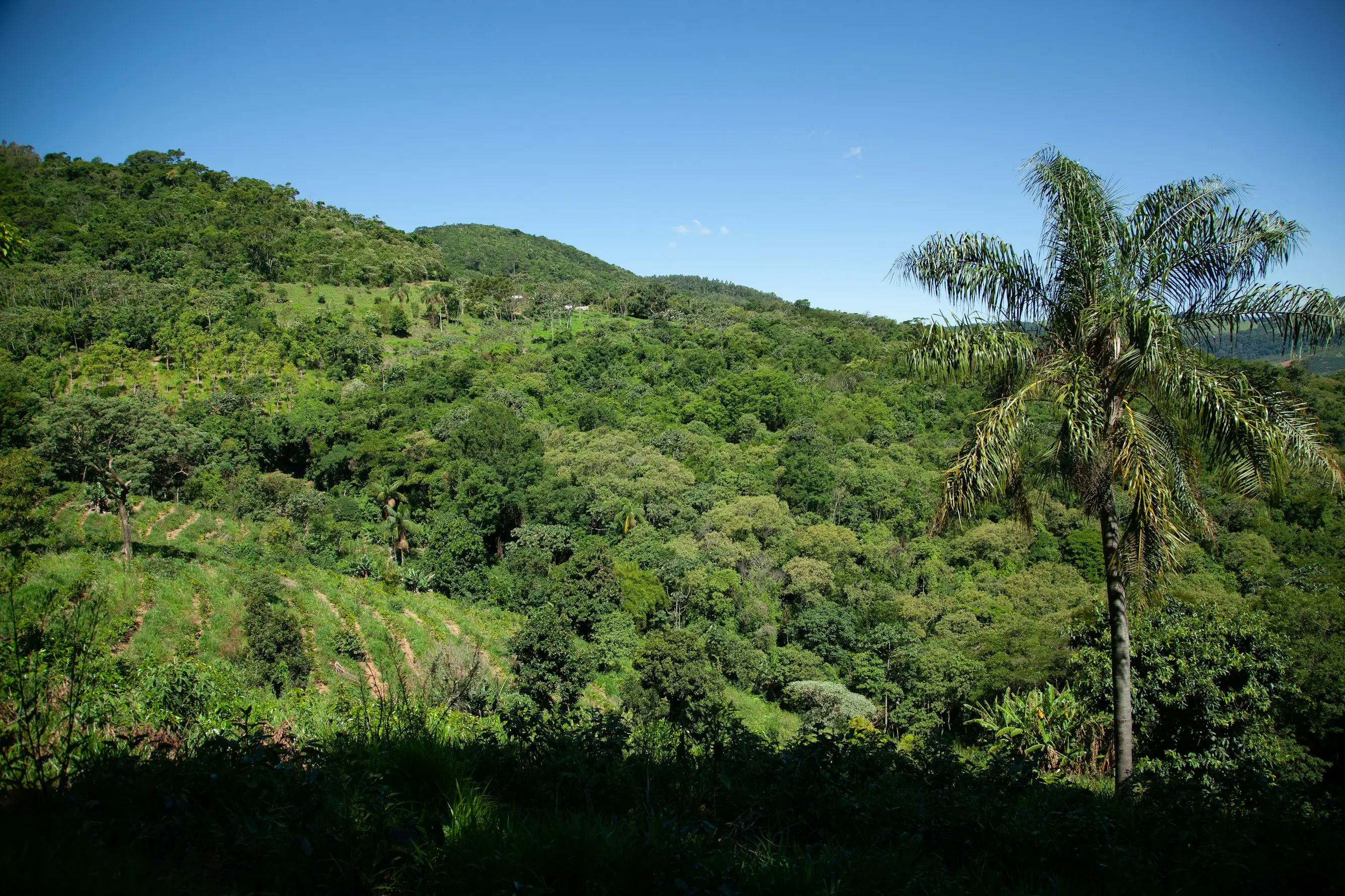 Atlantic Forest & Pantanal Conservation Safari
