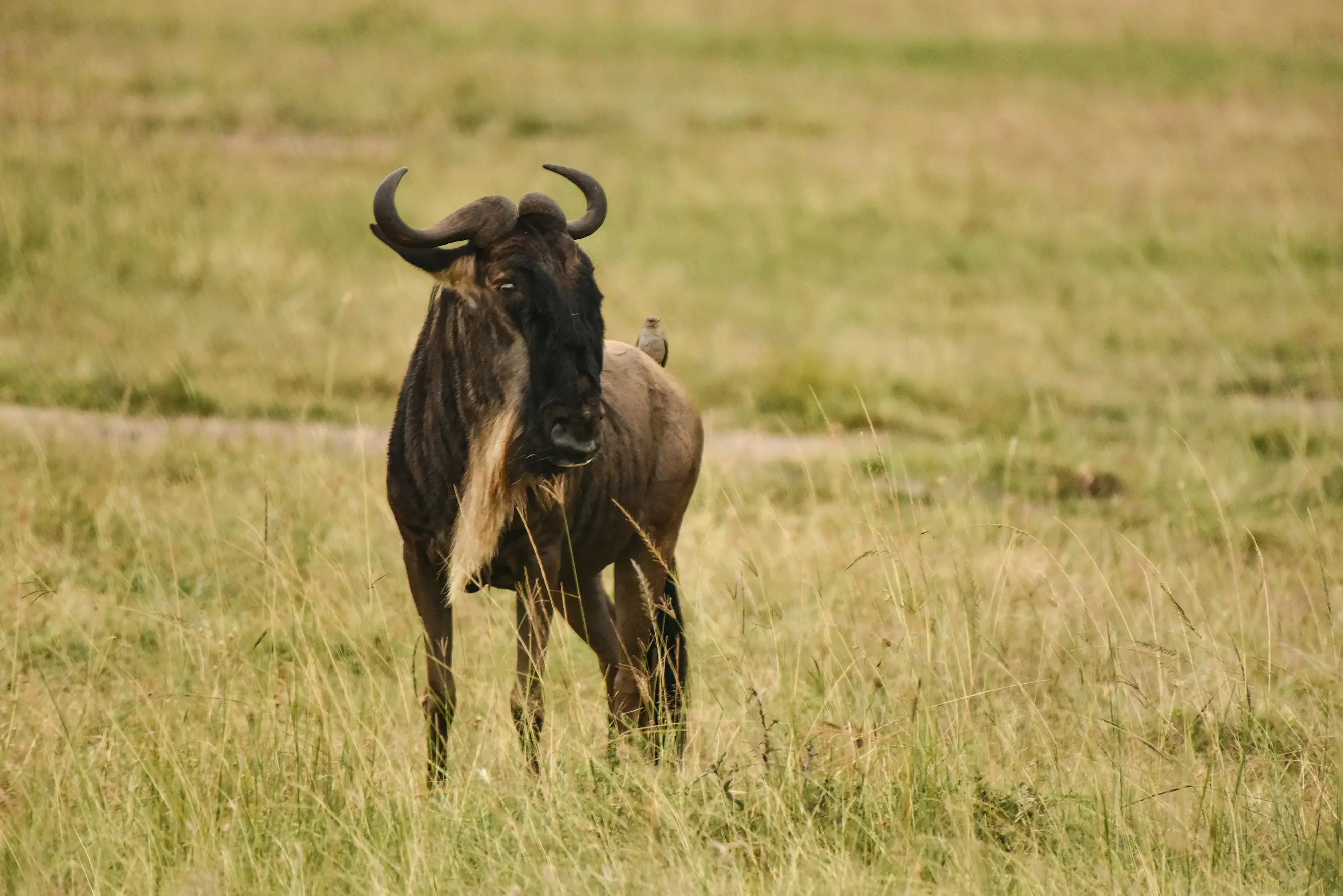 Kenya – Wildebeest Calving & Amboseli Safari Adventure