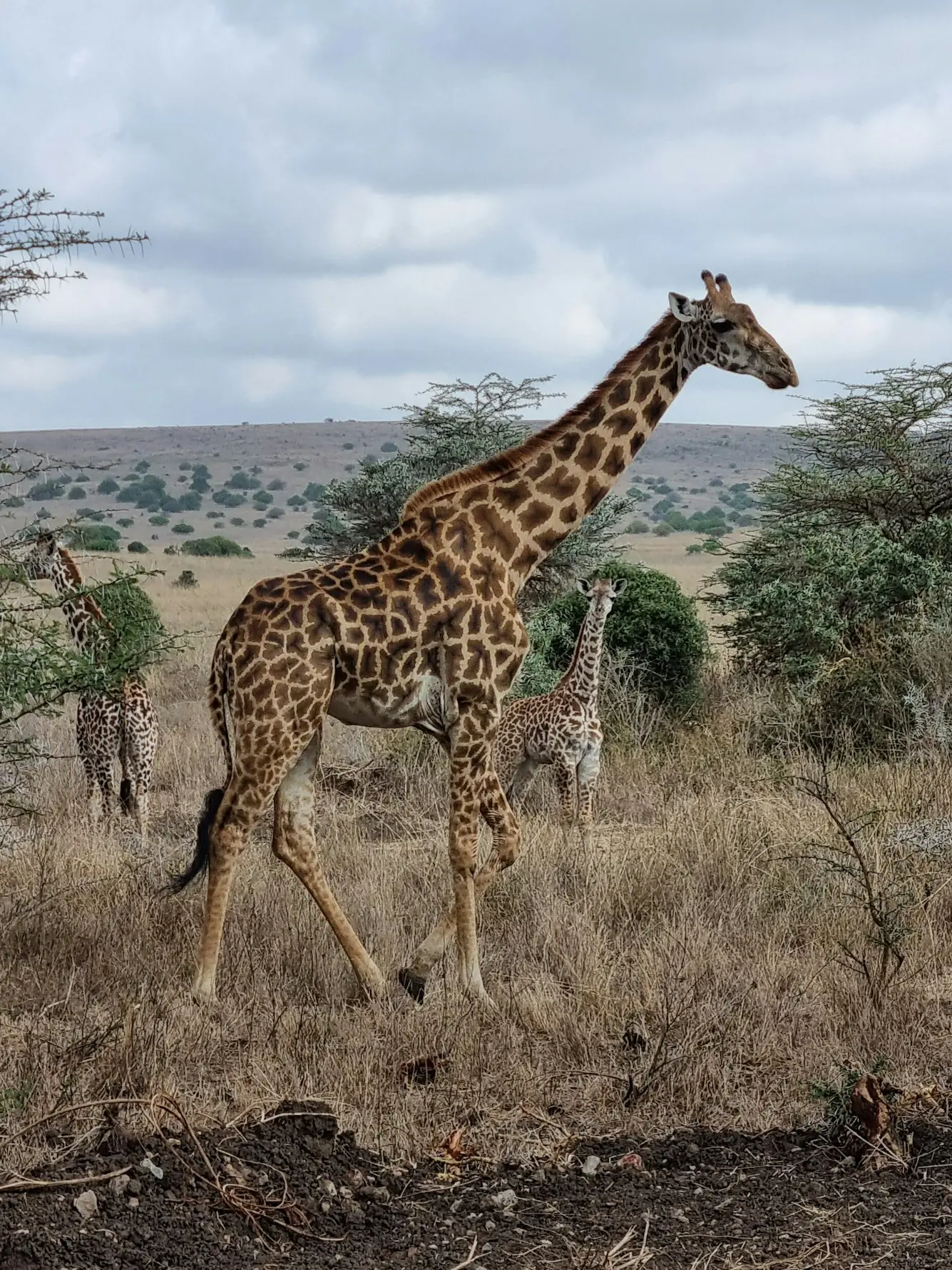 Kenya – Masai Mara Extended Safari & Lake Naivasha Encounter