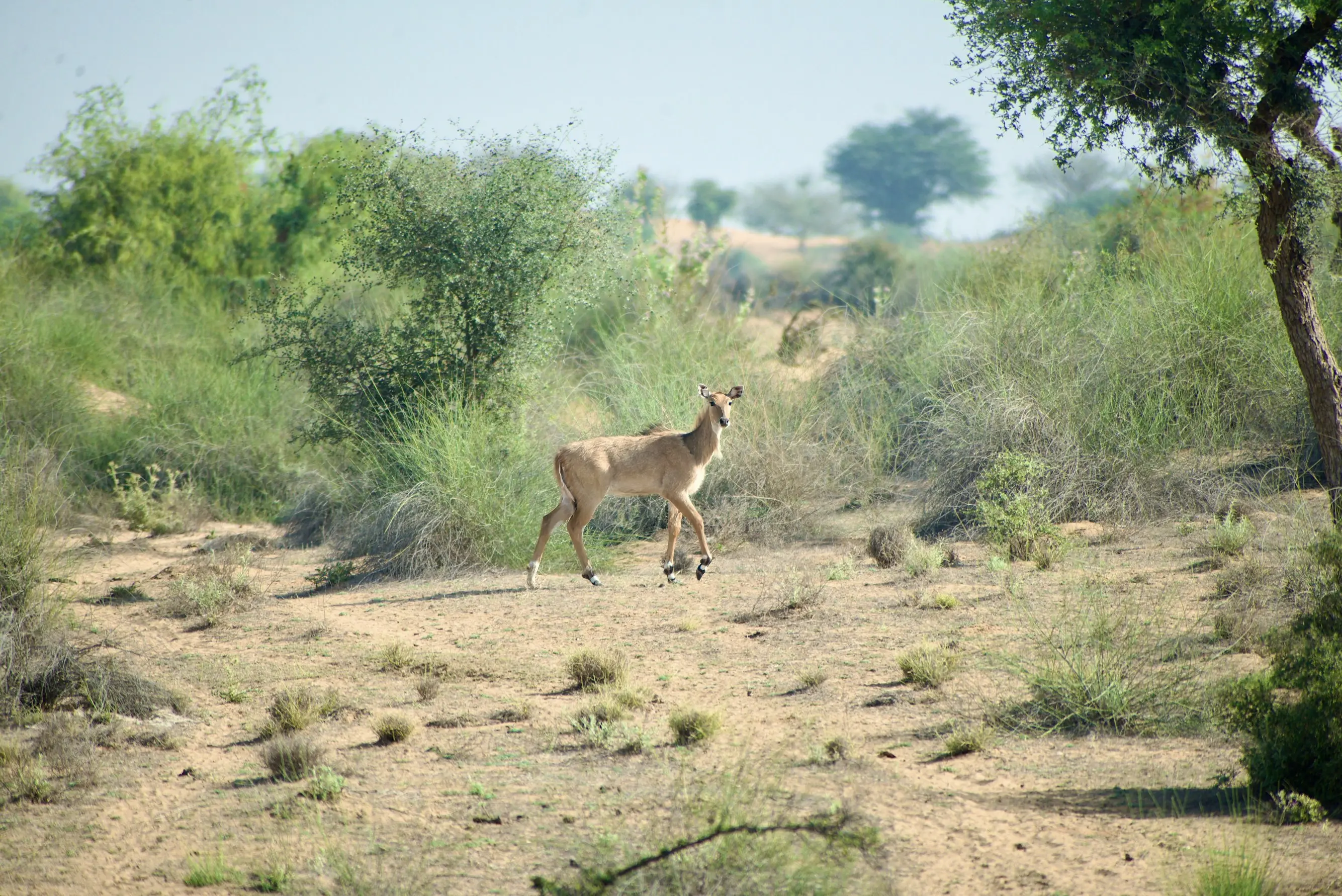 Gallery image for Rajasthan Wildlife & Desert Safari