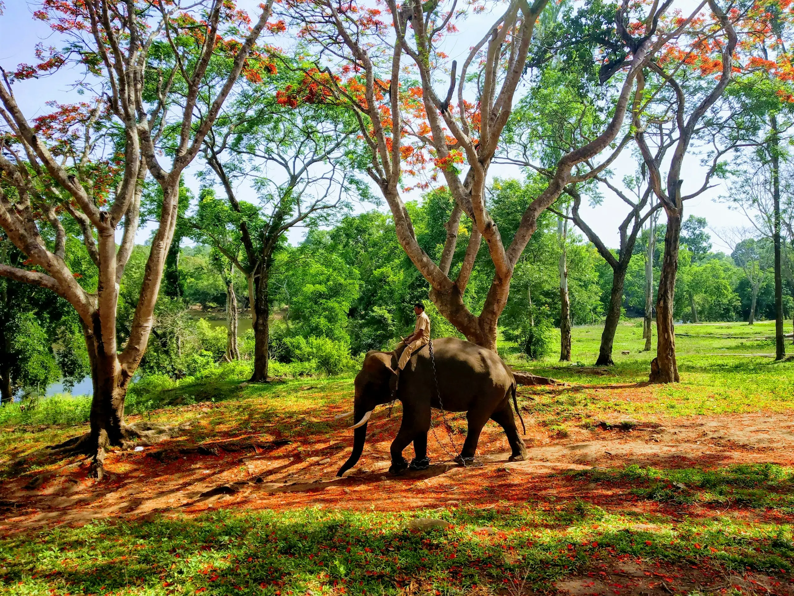 Gallery image for Southern India Luxury Wildlife Safari
