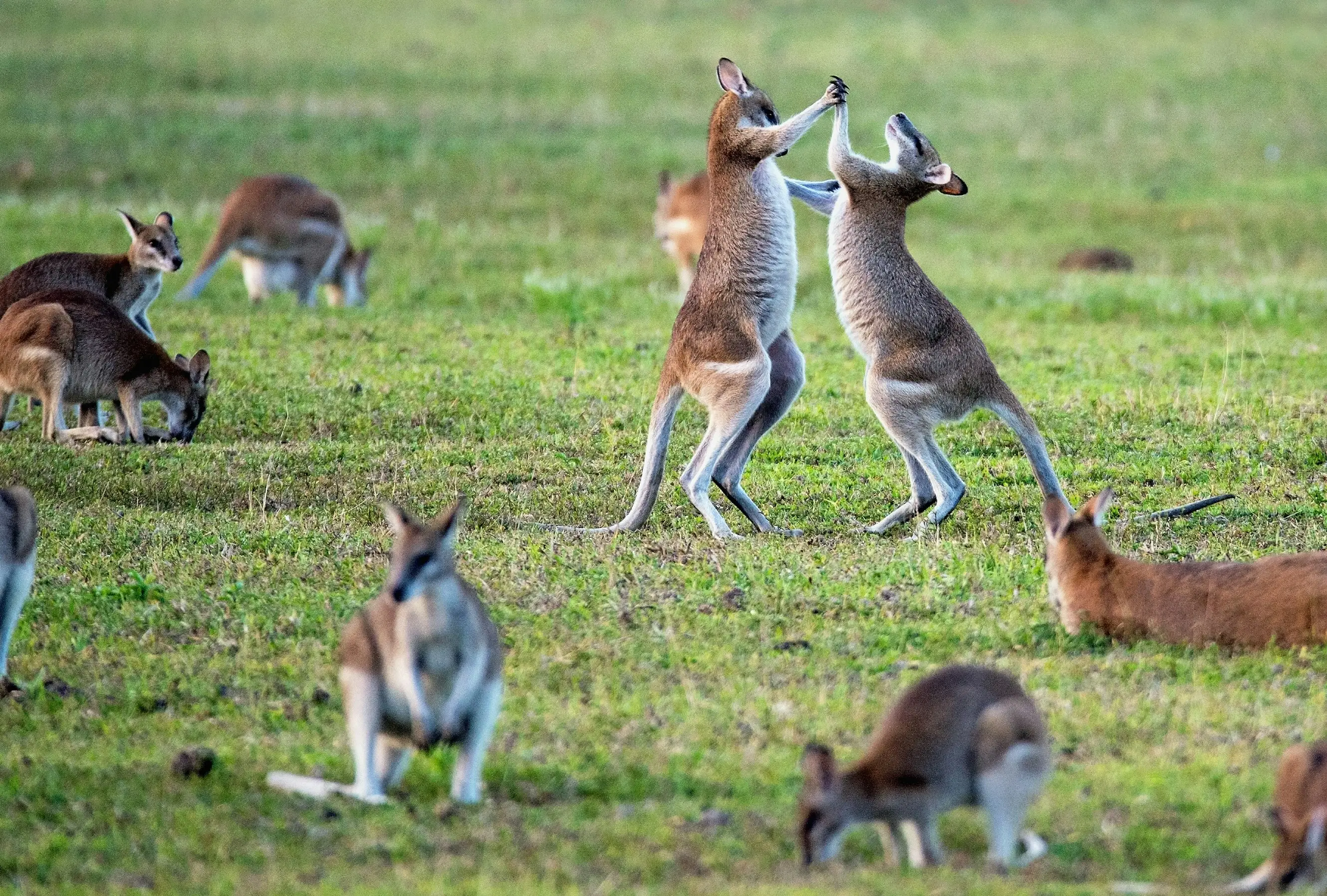 Australia’s Wildlife