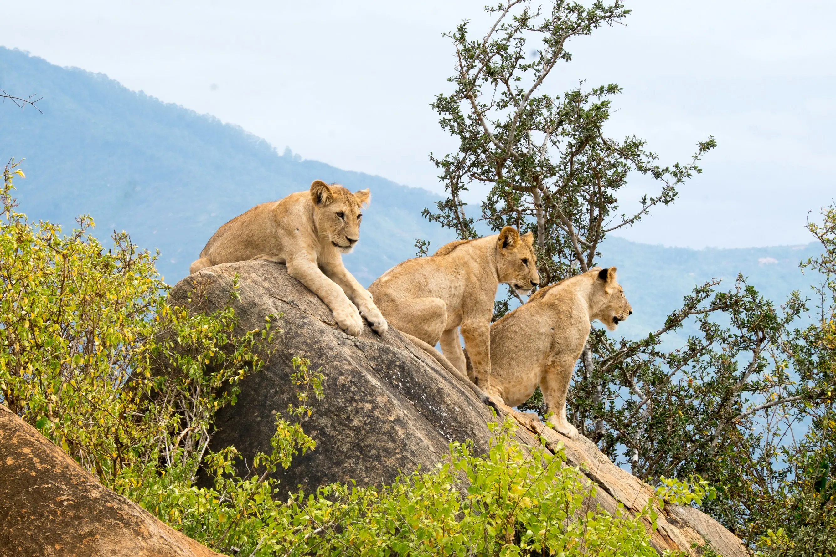 Luxury Wildlife Safari & Heritage Trail