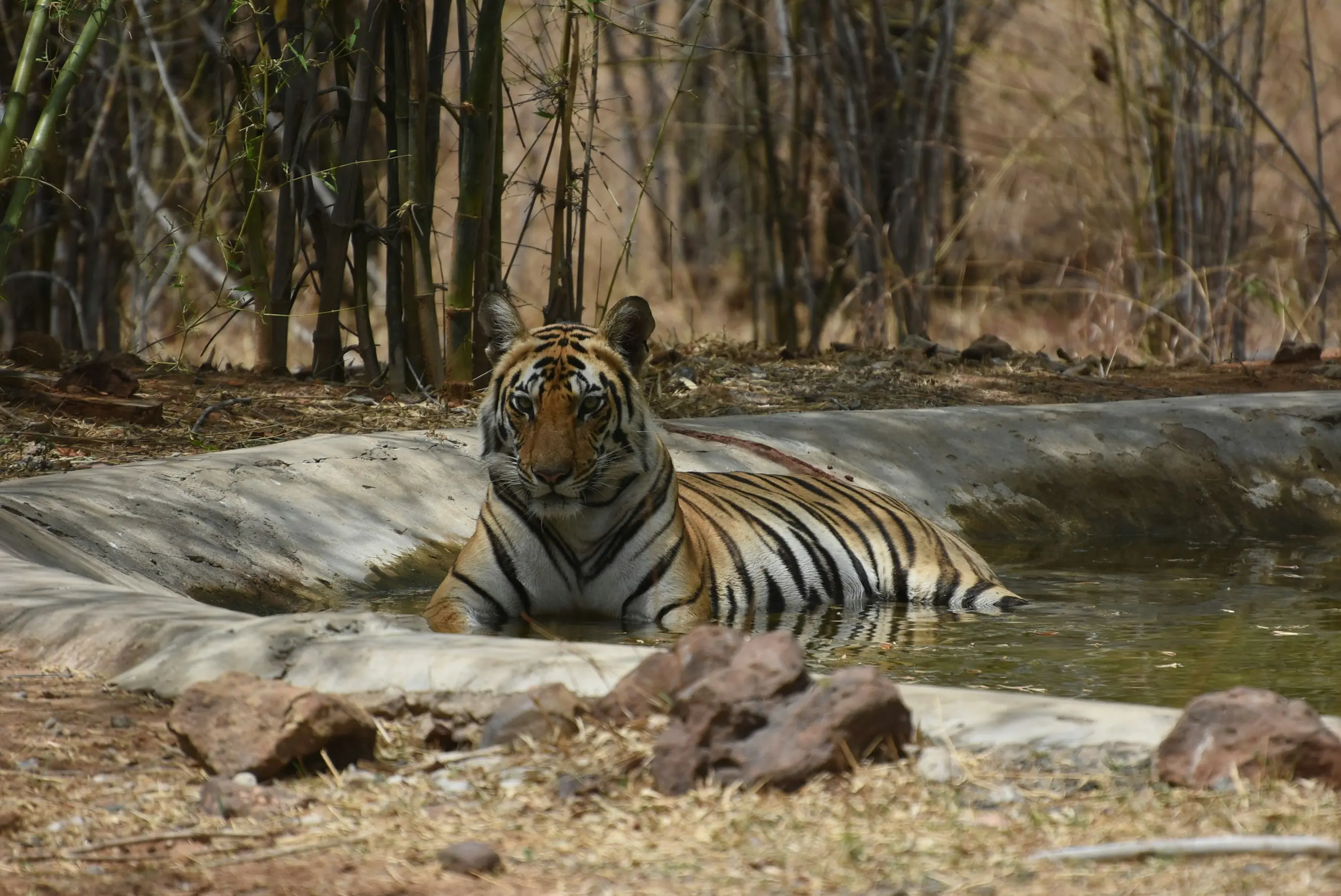 Gallery image for Madhya Pradesh Tiger & Nature Luxury Safari